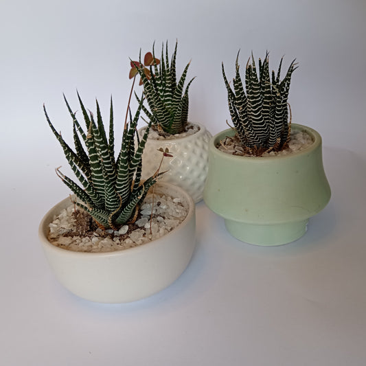 Planta Pequeña