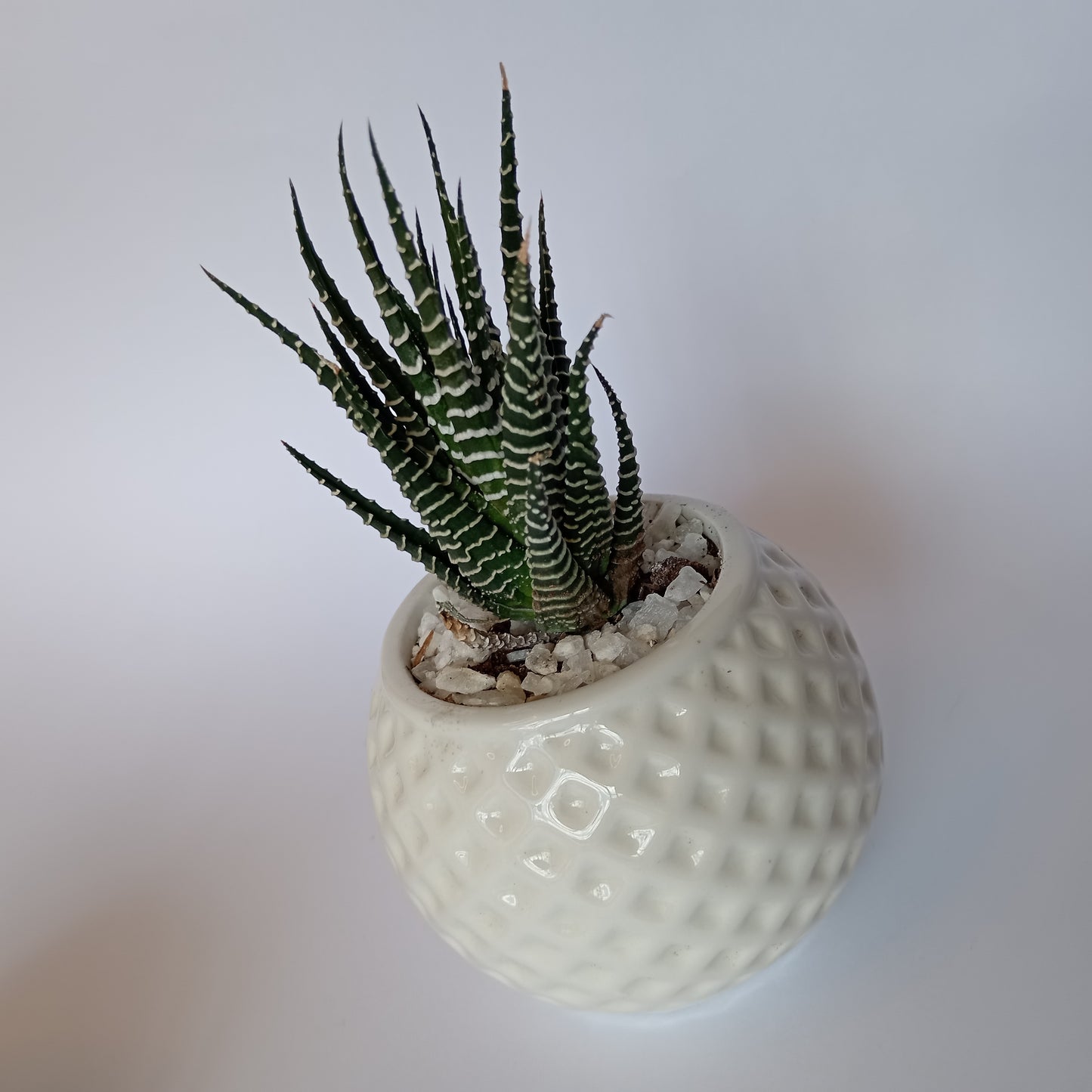 Planta Pequeña