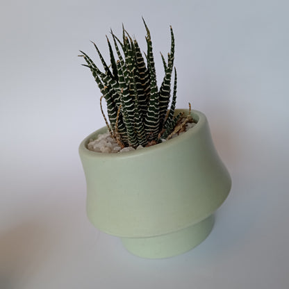 Planta Pequeña