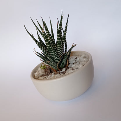 Planta Pequeña